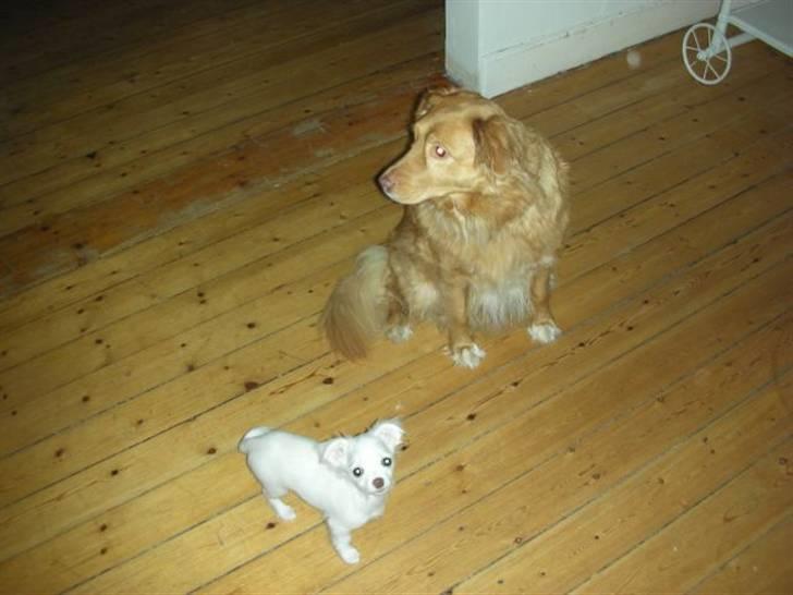 Nova scotia duck tolling retriever Indie billede 2