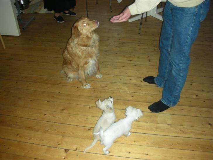 Nova scotia duck tolling retriever Indie billede 3