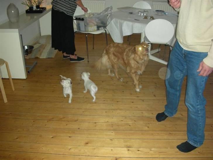 Nova scotia duck tolling retriever Indie billede 4