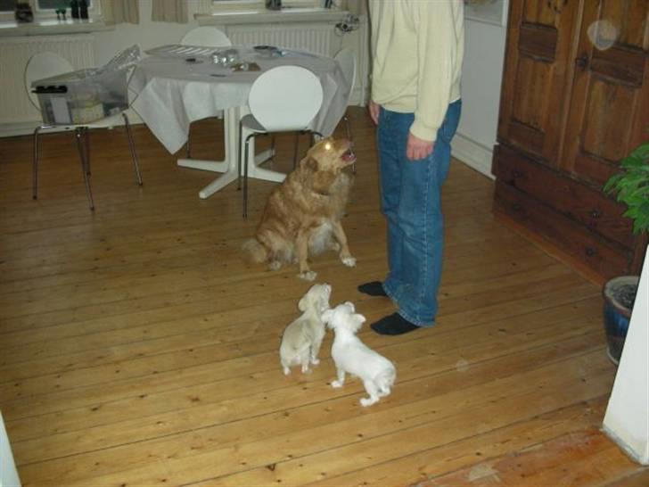 Nova scotia duck tolling retriever Indie billede 5