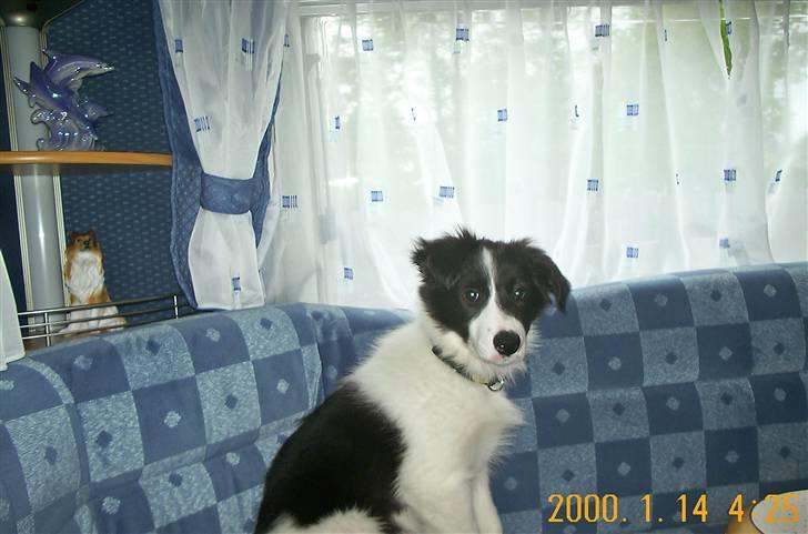 Border collie Bamse - Min mors - ;s er du nu sikker på jeg gern må sidde her ? :o billede 10