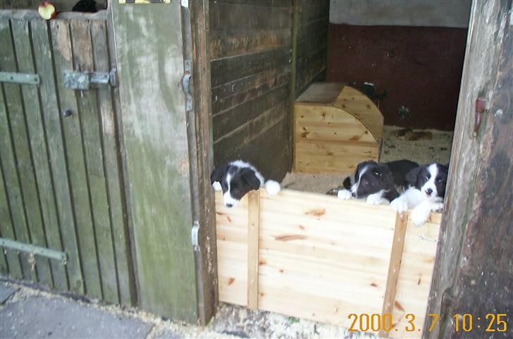Border collie Bamse - Min mors - TAG MIG TAG MIG ! Helt ude til venstre :o billede 11