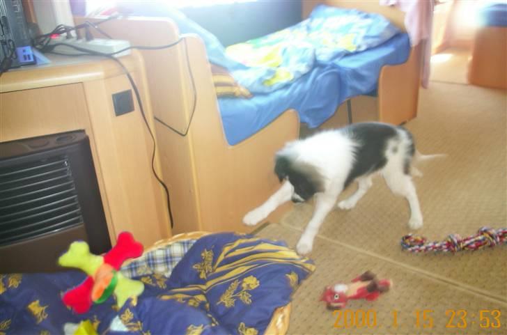 Border collie Bamse - Min mors - yiahhh ! ;p billede 12