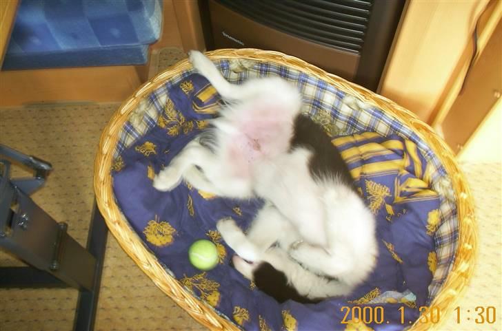 Border collie Bamse - Min mors - zzz ! jeg prøver på at sove !  billede 14