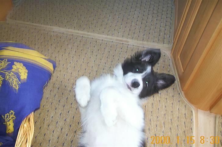 Border collie Bamse - Min mors - hva er der ? jeg er da sååå sød :I ? billede 15