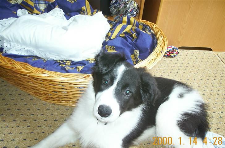 Border collie Bamse - Min mors - Ja sagde du noge ? :) billede 16