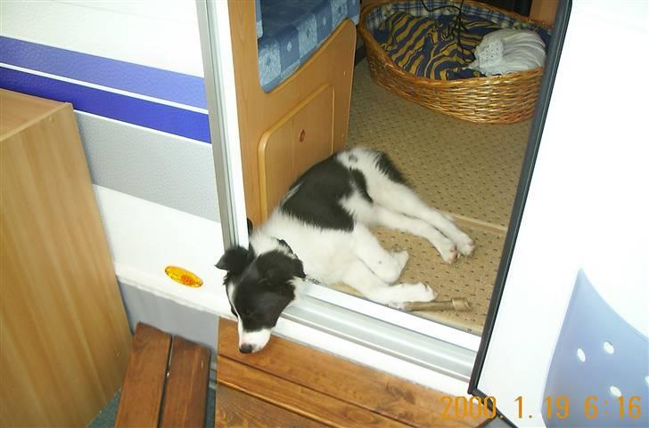 Border collie Bamse - Min mors - man ligger nu meget godt her ? ;p billede 17