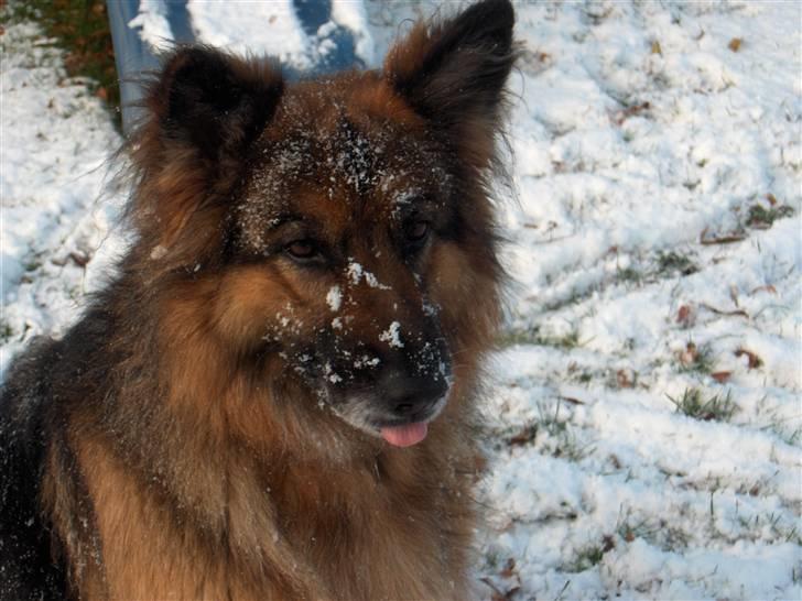 Schæferhund ##  XASCHA ## - JEG ELSKER SNE... billede 1