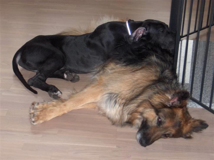 Schæferhund ##  XASCHA ## - vi tager en slapper billede 2