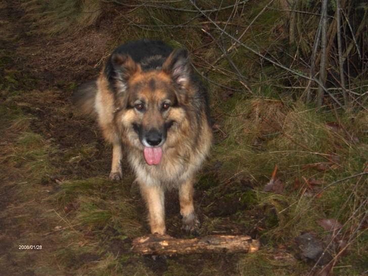 Schæferhund ##  XASCHA ## -  i skoven er alletiders.... billede 3