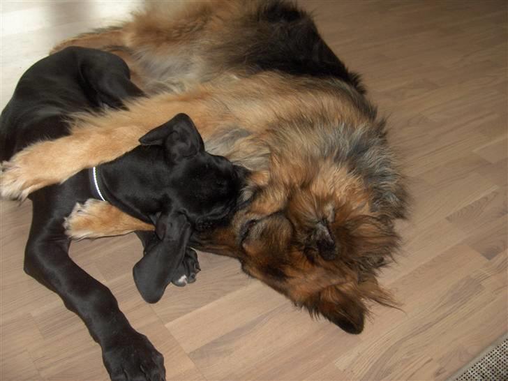 Schæferhund ##  XASCHA ## - en lille mysser.... billede 4