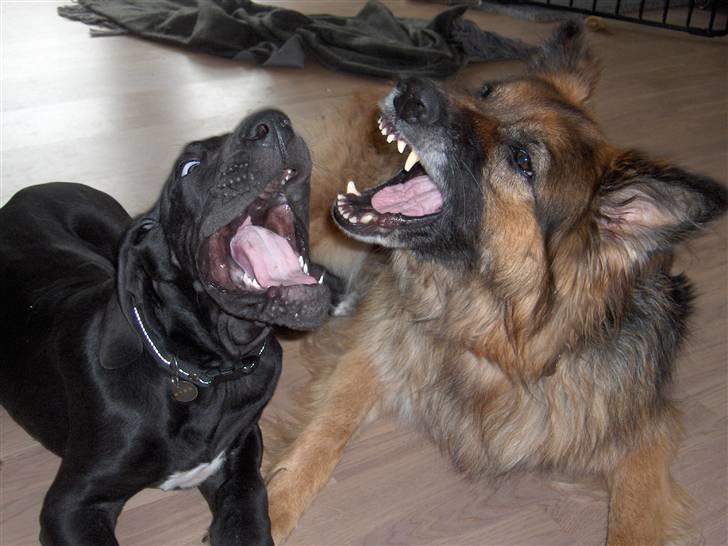 Schæferhund ##  XASCHA ## - stor snak..... billede 5