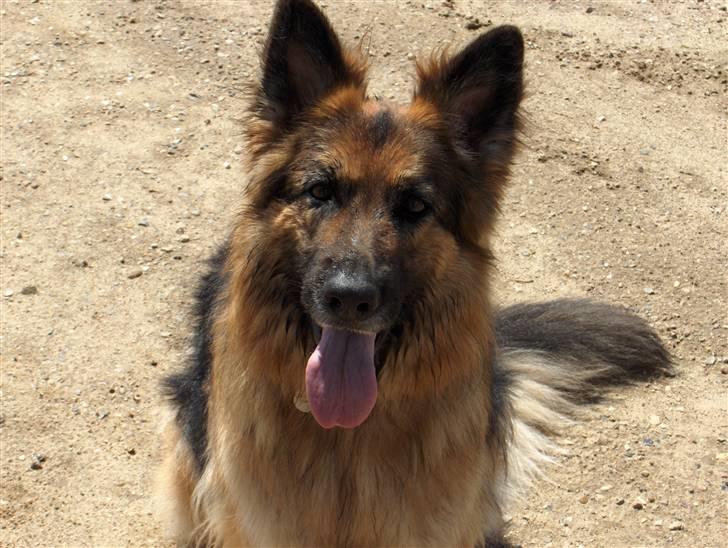 Schæferhund ##  XASCHA ## - hejsa smukke.... billede 6