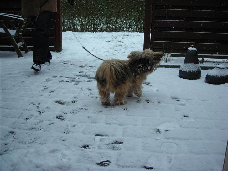 Shih tzu Bamse - Hey fister medister.... billede 1