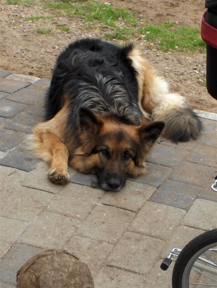 Schæferhund ##  XASCHA ## - jeg venter... skyd så den bold....... billede 7