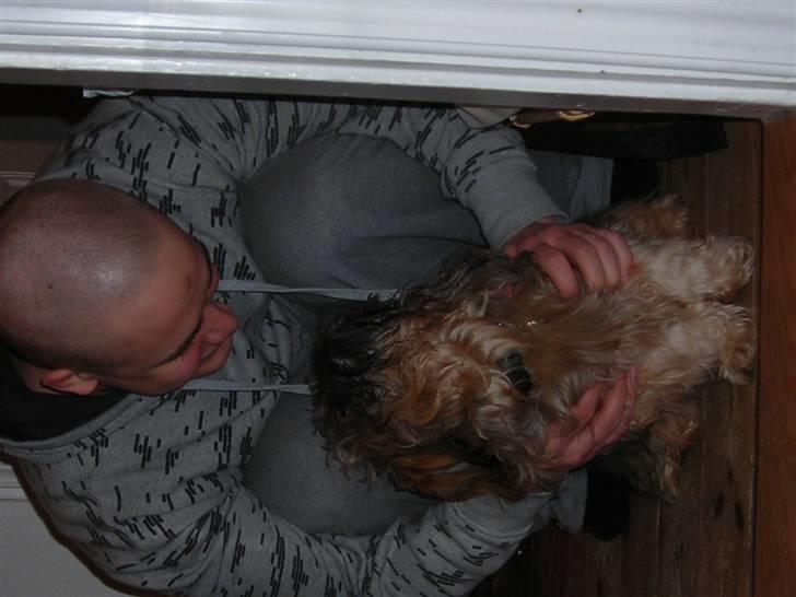 Shih tzu Bamse - En far og hans hund.... billede 2