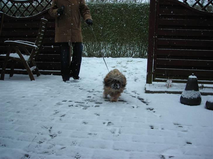 Shih tzu Bamse - Her kommer jeg, pas på!!! billede 3