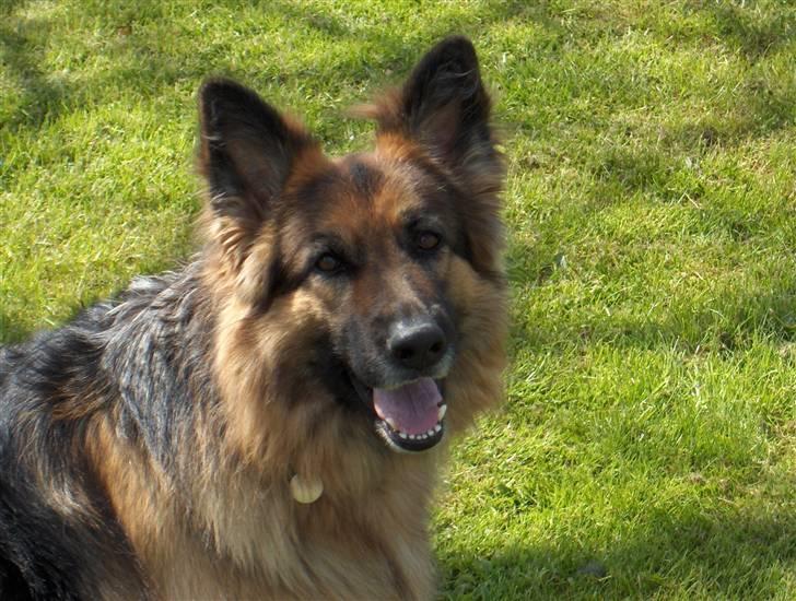 Schæferhund ##  XASCHA ## - lækker uldtot billede 8