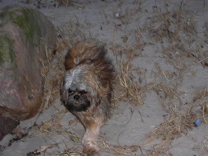 Shih tzu Bamse - Uh det blæser.... billede 4