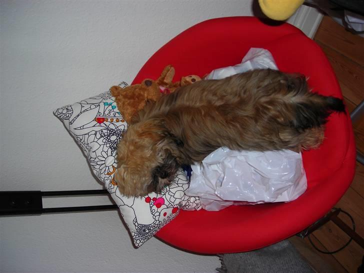 Shih tzu Bamse - Åh Åh hvad gør jeg nu... billede 5