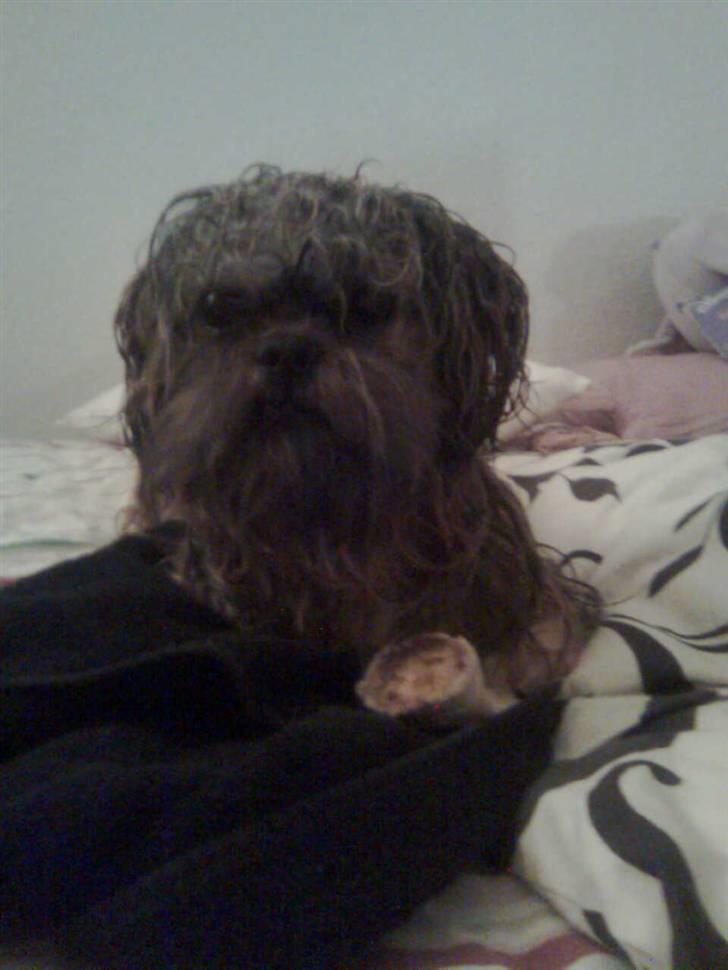 Shih tzu Bamse - En meget våd hund med et stort kødben billede 6