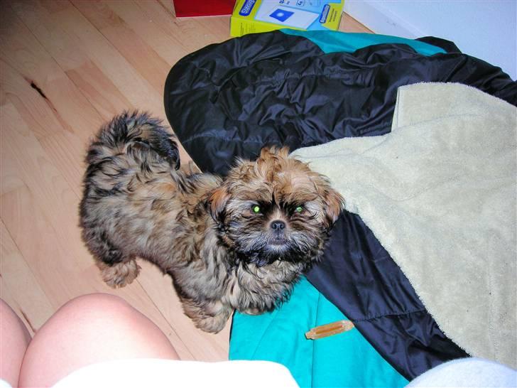 Shih tzu Bamse - Hvad laver du mor? billede 7