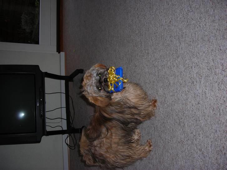 Shih tzu Bamse - Jeg er så heldig, jeg har fået en lille gave... billede 8