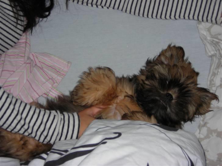 Shih tzu Bamse - Flagermuus.... billede 9