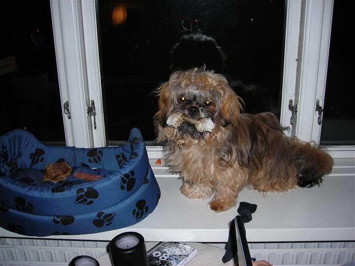 Shih tzu Bamse - tager du nu billede af mig igen... altså... billede 10