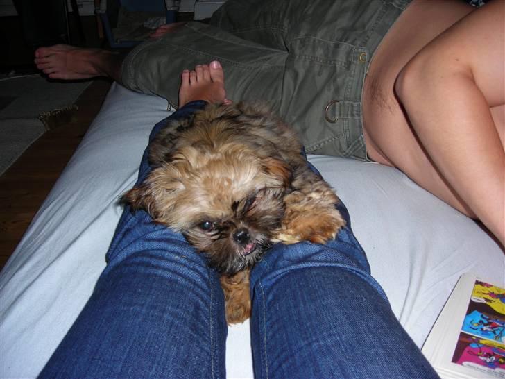 Shih tzu Bamse - uhh jeg orker ikke at bevæge mig længere billede 11