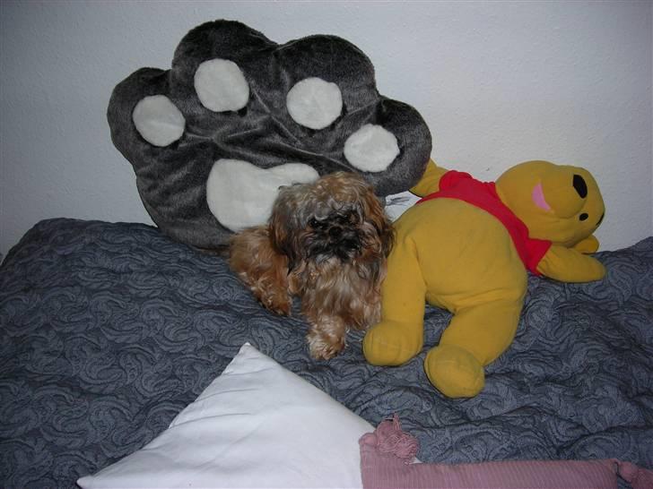 Shih tzu Bamse - Se mine gaver:) billede 12