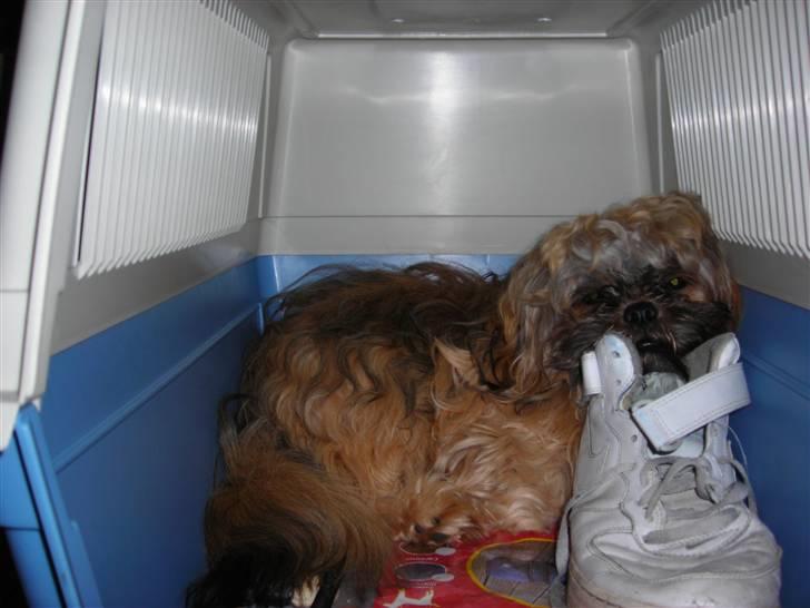 Shih tzu Bamse - jeg har stjålet fars sko hæ hæ billede 13