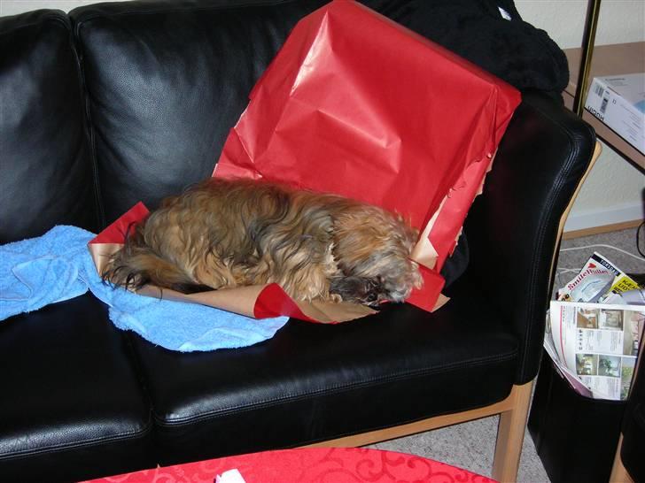 Shih tzu Bamse - Juleaften er så udmattende, jeg blir nødt til lige at tage mig en lille lur billede 14