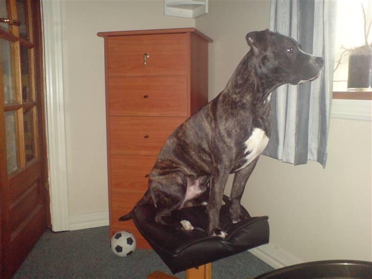 Amerikansk staffordshire terrier Otto - ynglings plads (: billede 12