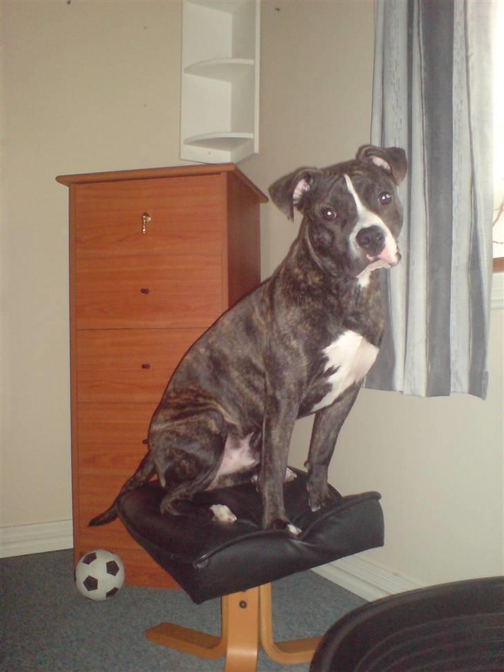 Amerikansk staffordshire terrier Otto billede 13