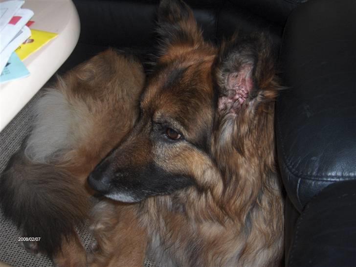 Schæferhund ##  XASCHA ## - der er vist lige plads til mig her..... billede 9
