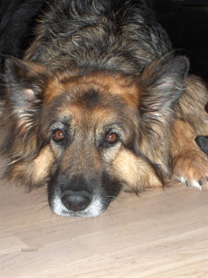 Schæferhund ##  XASCHA ## - det er hårdt at blive gammel...... billede 10