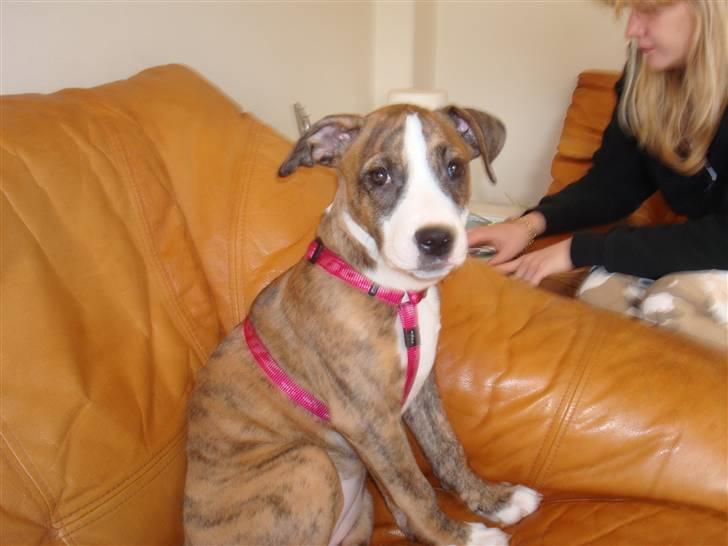 Blanding af racer Fraja billede 1