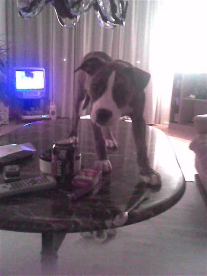 Blanding af racer Fraja billede 2