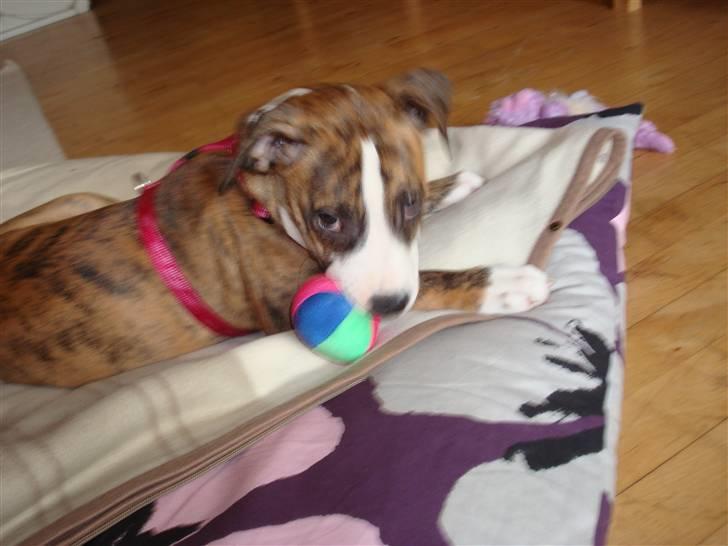 Blanding af racer Fraja billede 3