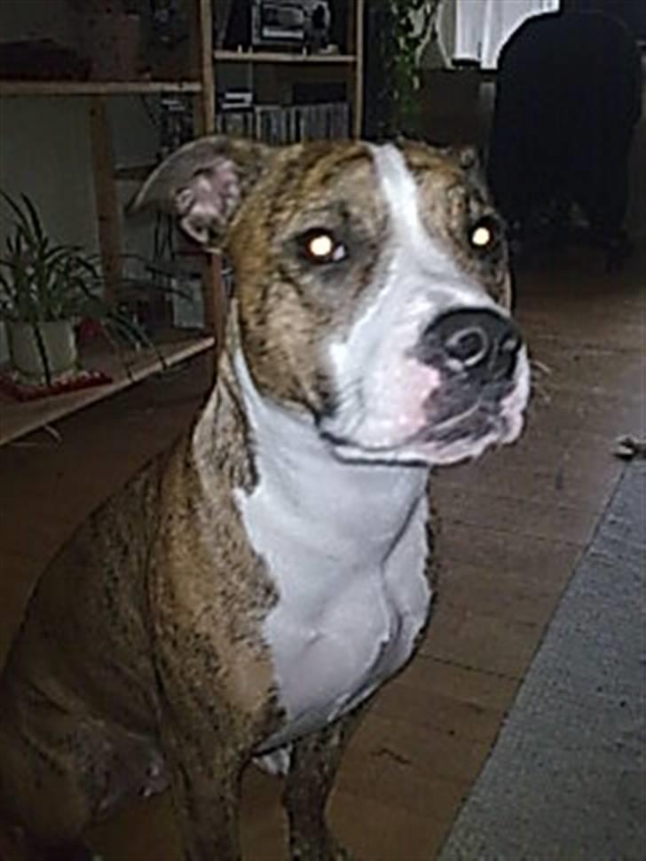 Blanding af racer Fraja billede 4