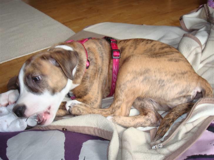 Blanding af racer Fraja billede 5