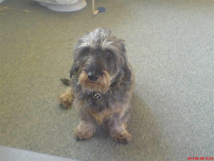 Gravhund Nissebandens Ewald - "tag mig fra den gode side" billede 5