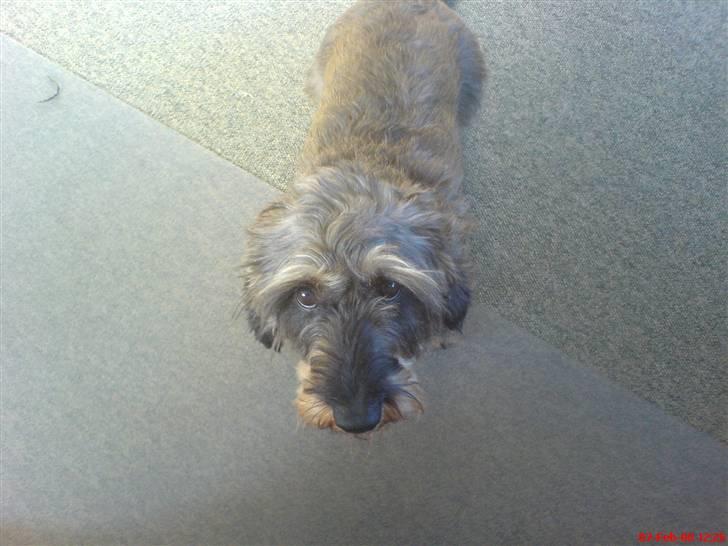 Gravhund Nissebandens Ewald - "kig nu på mig søster" billede 6