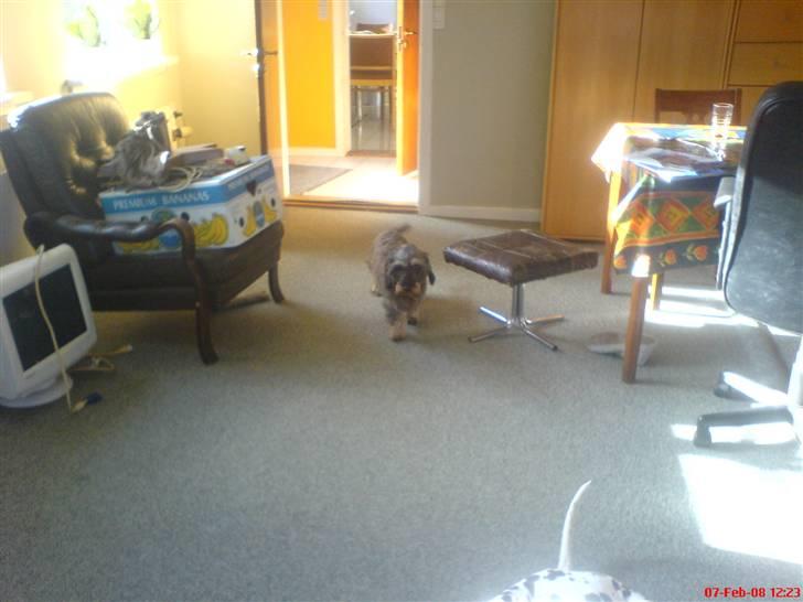 Gravhund Nissebandens Ewald - "her kommer jeg" billede 7