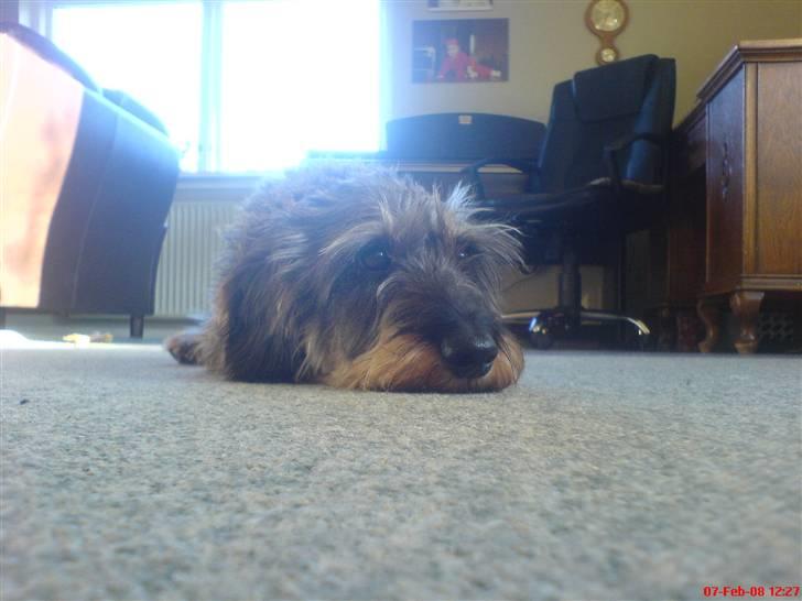 Gravhund Nissebandens Ewald - "okay nu må du godt lade mig være" billede 8