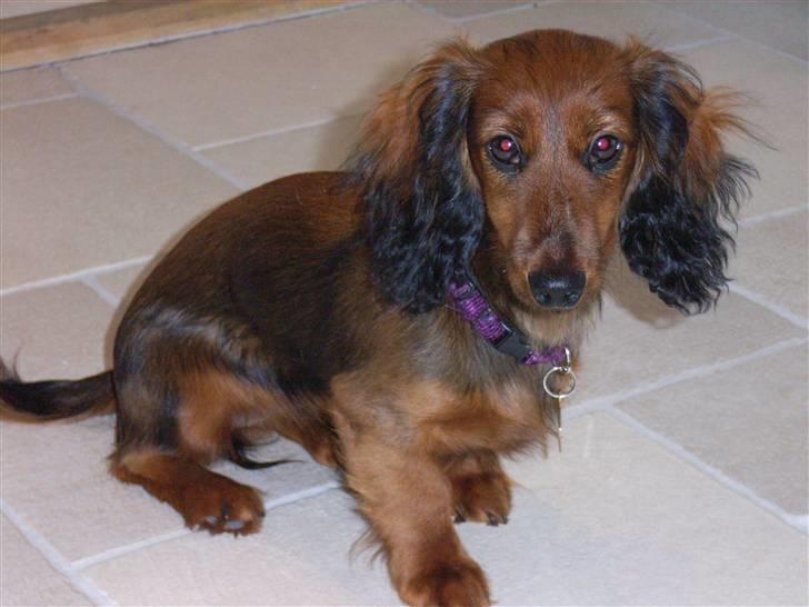 Miniature gravhund Sille - Baby Sille billede 1