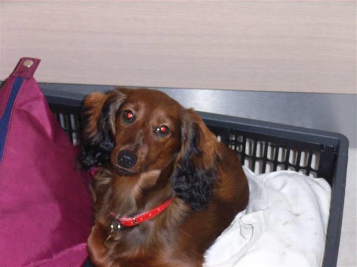 Miniature gravhund Sille - Sille i en foldekasse billede 2