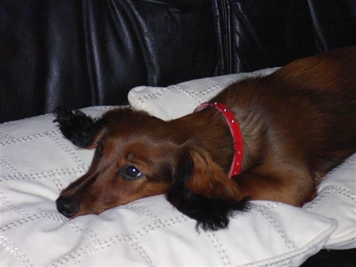 Miniature gravhund Sille - Sille på mormors sofa billede 3