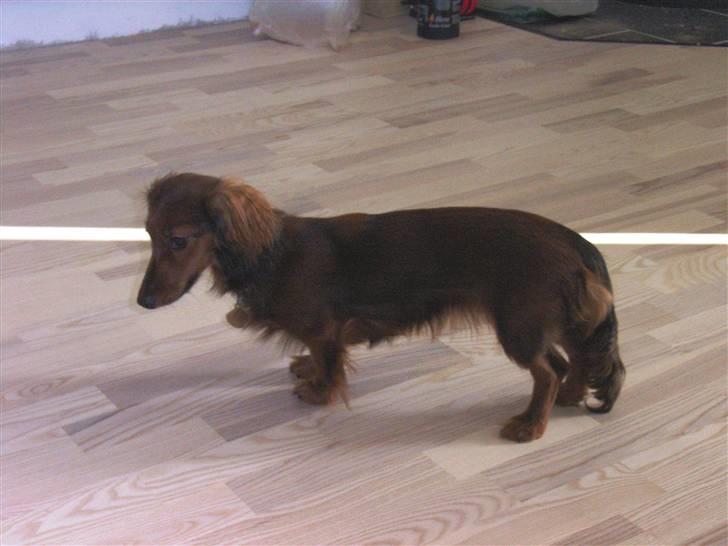 Miniature gravhund Sille - Sille snart voksen billede 4